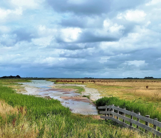 De natuur in bij De Marel